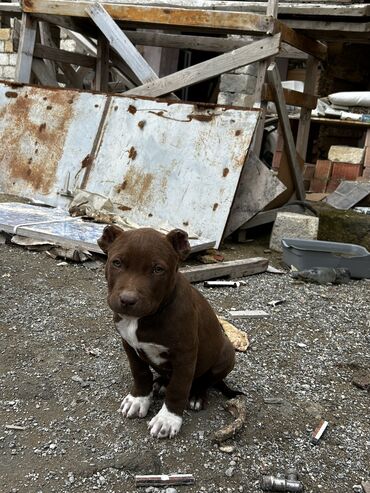 coban iti adlari: Pitbul, 3 ay, Dişi, Peyvəndli, Ünvandan götürmə