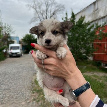 Отдам даром собаку: Собака даром: Дворняжка, 2 месяца, Самец