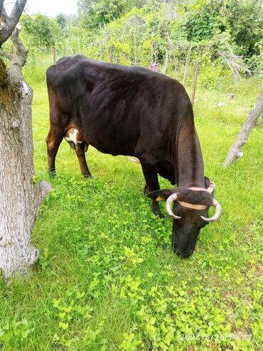 фиолетовая корова читать: Продаю | Корова (самка) | Алатауская | Для молока | Стельные