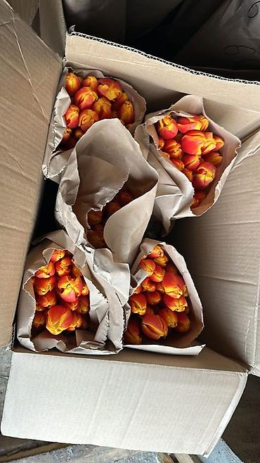 Букеты из живых цветов: Тюльпаны с теплицы — свежесрезанные, на крепком стебле, с тугими — 7