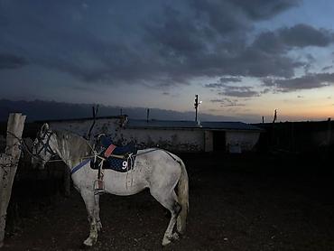 отруби россия: Сатылат Ат 5 Асый жорго Баасы 160000 миң сом — 1