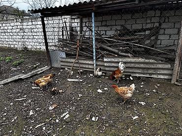 Toyuqlar: Toyuq, Damazlıq, Ödənişli çatdırılma -da lalafo.az — 6 Toyuqlar: Toyuq, Damazlıq, Ödənişli çatdırılma — 6