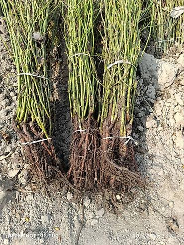 Роза: Продаю Розы ОПТОМ!!! На продажу есть розы в большом количестве разных — 18