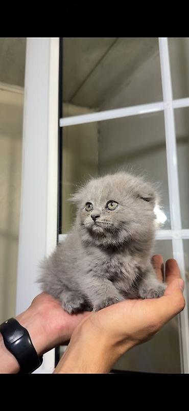 Продажа кошек: Шотландские вислоухие котята (Scottish Fold), голубой окрас. Отдадим — 4