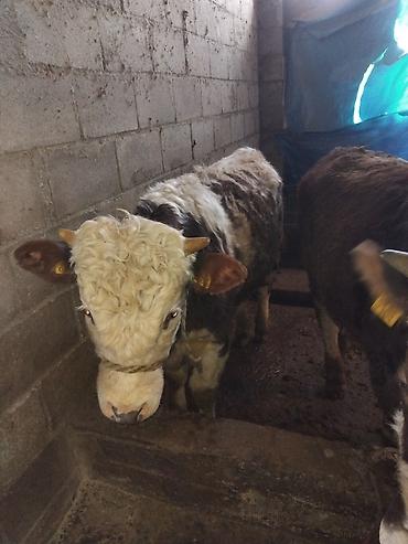 Коровы, быки: Продаю | Бык (самец) | Полукровка | На откорм — 6