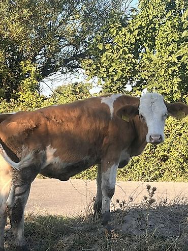 tap az sudluk inəklər: Real alıcıya endirim olacaq ana bala satılır ana biğazdı anada cins — 8