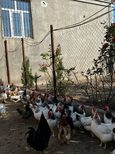 sort toyuqlar: Toyuq, Liqorin, Yumurtalıq