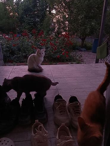 Долгосрочная аренда домов: Сдаётся просторный дом с участком для проживания и проведения — 14