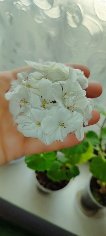 Другие комнатные растения: Бишкек мкрн Кок Жар и рабочий городок! Пеларгония карликовая - — 7