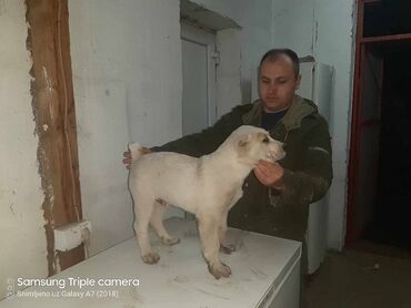 Psi: Na prodaju musko stene Azijata. Ociscen od parazita, vakcinisan u 2 — 1