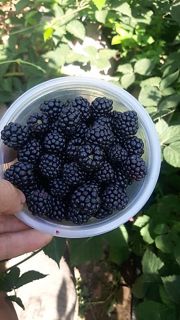 Малина: Саженцы малины (кочот) ЗКС сорт малины Вайолет плюс, Энросадира а — 8