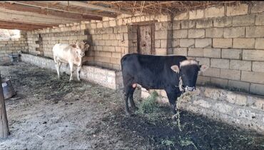 iney qiymeti: Satılır: 2 baş erkək iribuynuzlu heyvan (buğa) - Rənglər: biri
