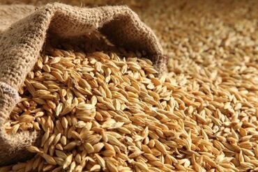 на ферме есть куры козлы и коровы: Продаю Арпа семена ячмень сорт вакула Алты кыр. Село Красная Речка