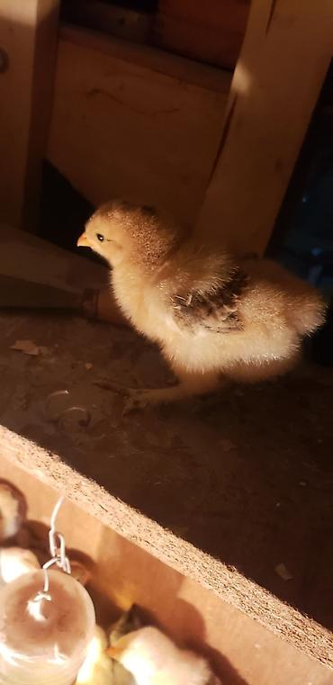 Куры, петухи: Продаю | Цыплята | Для разведения — 26