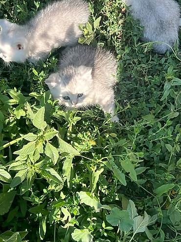 собака хаска: Продаю чистокровных котят породы Шотландская скоттиш Фолд и Страйт. В — 4