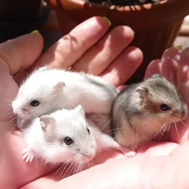 Хомяки: Продаются хомячки джунгарские, сирийские, ангорские пушистые хомячки — 3