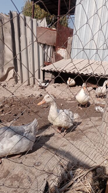 купить горох кормовой: Домашние утки из подворья - Породы смешанные: утки с белым, серым и