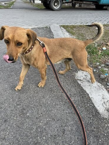 акустические системы dsp колонка в виде собак: Молодая собака среднего размера на поводке. Стерилизована ( щенят не