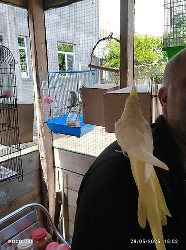 Tutuquşları: Korella əl quşu bala hazir cut kime hansi lazimdisa var sarilar 45-50 — 14