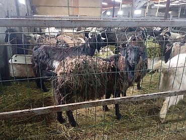 Козы, козлы: Продаю | Коза (самка) — 8