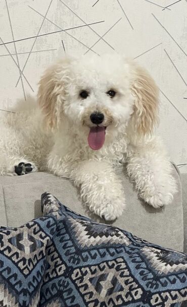 İtlər: Pudel, 2 ay, Peyvəndli — 7