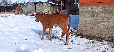 Коровы, быки: Продаю | Тёлка, Музоо, торпок | Для разведения, Для молока | Искусственник — 3