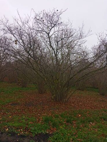 Həyət evləri və villaların satışı: 4 otaqlı, 110 kv. m, Kredit yoxdur, Təmirsiz — 8