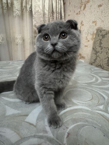 Pişiklər: Şotland, Dişi, Yaxşı əllərə — 8