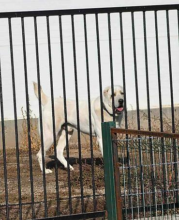 bulldog: Vrhunski A Z I J A T za parenje Azijat 3 godine sa 51 izlozbom i — 2