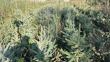 ёлки зелёные: Ель колючая (Picea pungens), голубая форма — саженцы для озеленения — 2