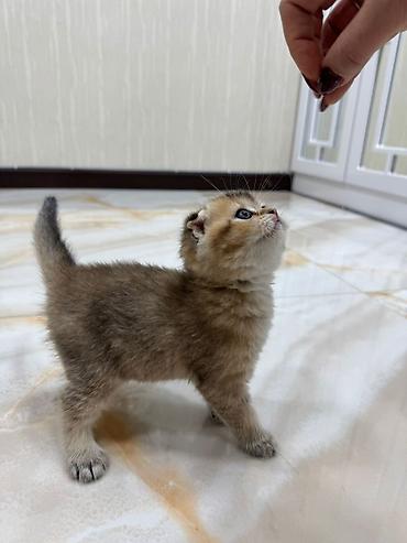 Кошки: Шотландская вислоухая, Самка, Самец, В добрые руки, Доставка в районы, Бесплатная доставка, Платная доставка — 6