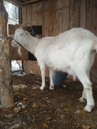 корова уйлар: Продаю | Коза (самка), Козёл (самец) | Зааненская | Для разведения, Для молока | Котные, Осеменитель