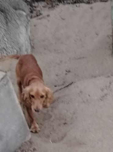 spaniel: Spaniel erkək 3 yaş təcili satılır. Ünvan Maştağa qəsəbəsi. Real — 1