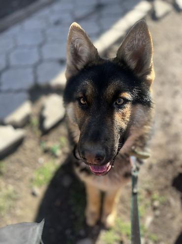 Продажа собак: ДРЕССИРОВКА СОБАК | гарантия результата Хотите послушного, спокойного — 10