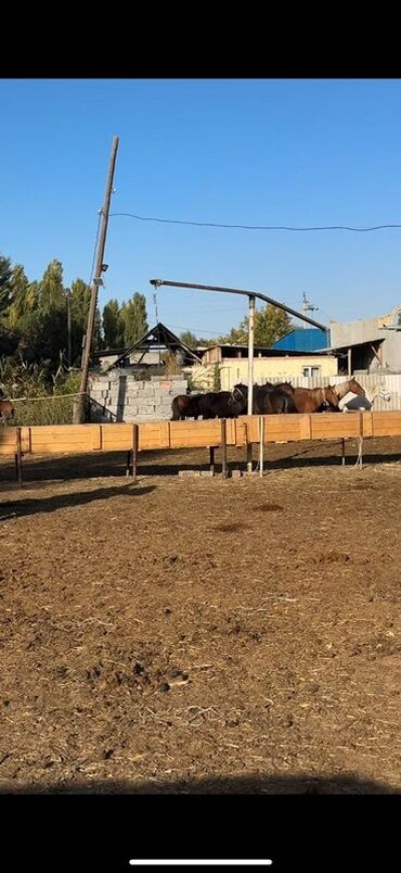 декларативный кролик: Оптом и в розницу, 3 племенные породистые кобылы14 кобыл хорошие