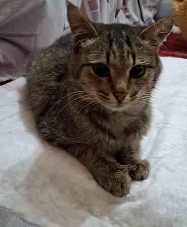 возьму кошку в добрые руки: Кошка даром: Беспородная, 1 год, Мальчик, Приучена к лотку — 3