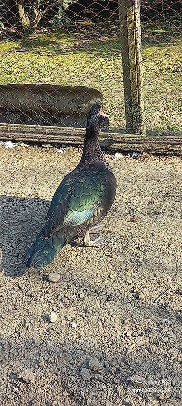 Ördəklər: Erkək, | Lal ördək, Ətlik — 8