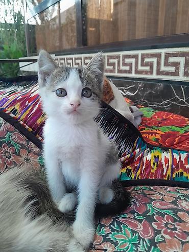 рыбки аквариумы: Котята — 2