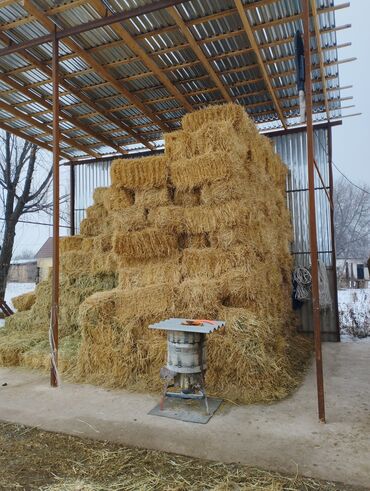 Корма для с/х животных: Арпа саман сатылат кургак 130 сом с.Полтавка