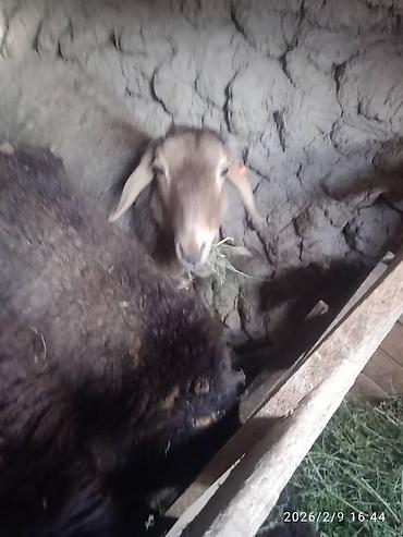 Баран, овца: Продаю | Баран (самец) | Для разведения | Матка — 7