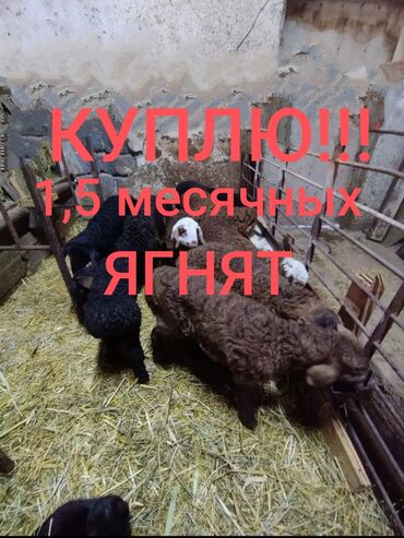 малек сазана: Куплю | Другие с/х животные, Бараны, овцы | Самовывоз