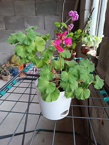 Диффенбахии: Диффенбахия и денежное дерево (толстянка) в горшках Что предлагается — 21