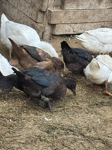 balaca it ucuz: Salam Alekum hamsı satılır kom 17 manatdır — 6