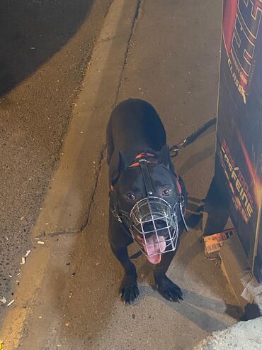 İtlər: Pitbul, 2 il, Erkek, Peyvəndli, Ödənişli çatdırılma