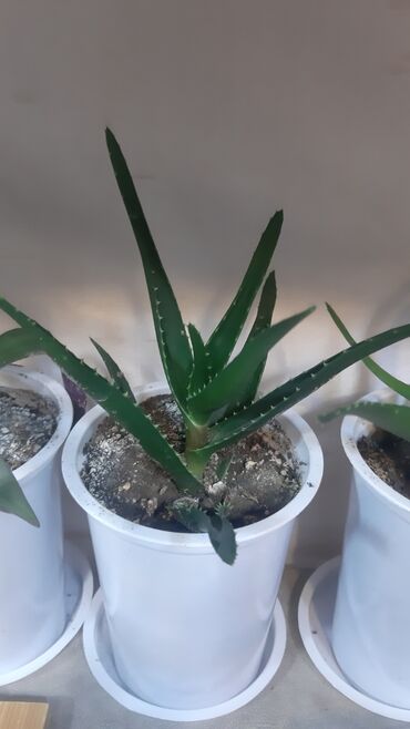 otaq studiya: Kaktus
