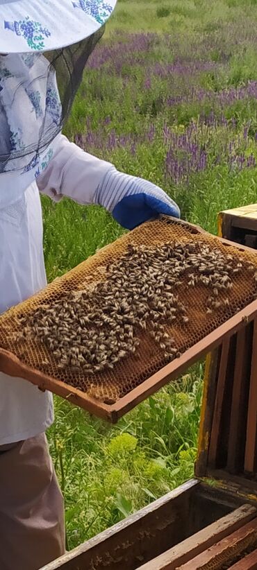 продажа пчел в кыргызстане: Продаю пчёлы улей рамки