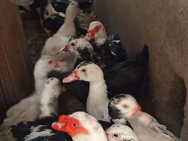 Ördəklər: TECİLİ SATİLİR 2 ERKEY 10.DİŞİ HAMSİ BİRLİKDE SATLİR KOM ŞEKLİNDE 25 — 5