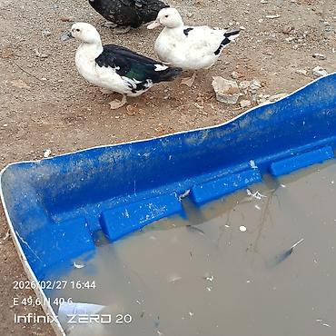 Ördəklər: Hamsi satılır çoxu yumurtduyur — 15