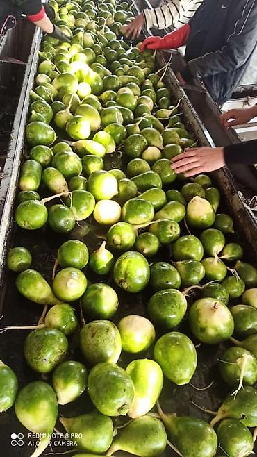 Промышленные холодильники и комплектующие: Сдаются в аренду холодильники промышленные для сельскохозяйственных — 7