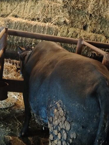 Inəklər, öküzlər: 6 baş dana satılır — 12